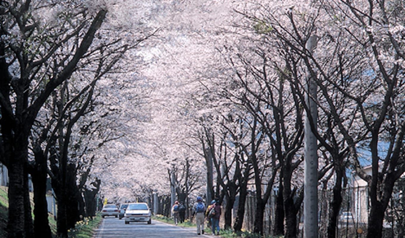 遊覧道路(桜のトンネル)の写真